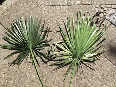 Preview: Washingtonia Palm leaves